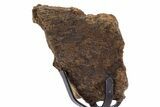 Fossil Triceratops Limb Section w/ Metal Stand - South Dakota #340077-2